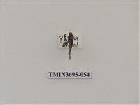 藏品(直翅目(3))的圖片